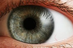 The human eye