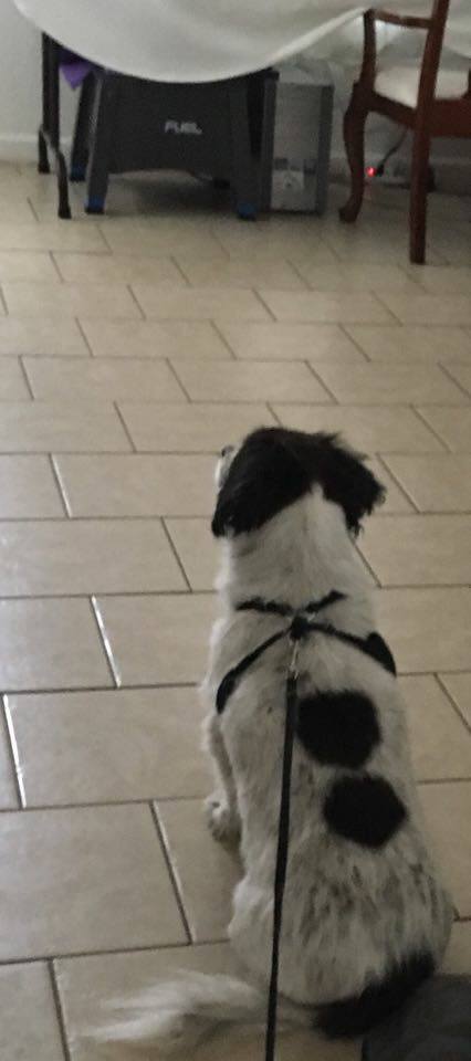 Rocky Waiting