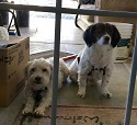 Jose's puppies.